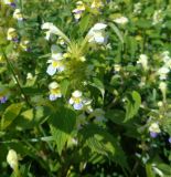 Galeopsis speciosa