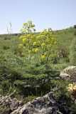 Ferula penninervis. Цветущее растение. Южный Казахстан, хр. Боролдайтау, ущ. Кокбулак. 10.05.2008.