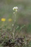 Schivereckia podolica