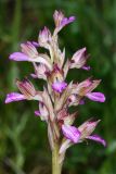 Anacamptis papilionacea подвид schirwanica. Соцветие. Дагестан, Карабудахкентский р-н, окр с. Агачаул, хр. Нарат-Тюбе, выс. ок. 200 м н.у.м., дно промоины в дубовом лесу 27 апреля 2023 г.