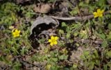 Oxalis corniculata. Цветущие растения. Абхазия, Гудаутский р-н, Мюссерский лесной массив, русло р. Риапши. 12.04.2024.