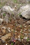 Arabis auriculata