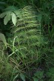 Equisetum sylvaticum