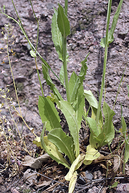 Image of Crepis pulchra ssp. turkestanica specimen.