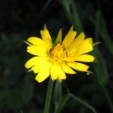 Tragopogon pratensis