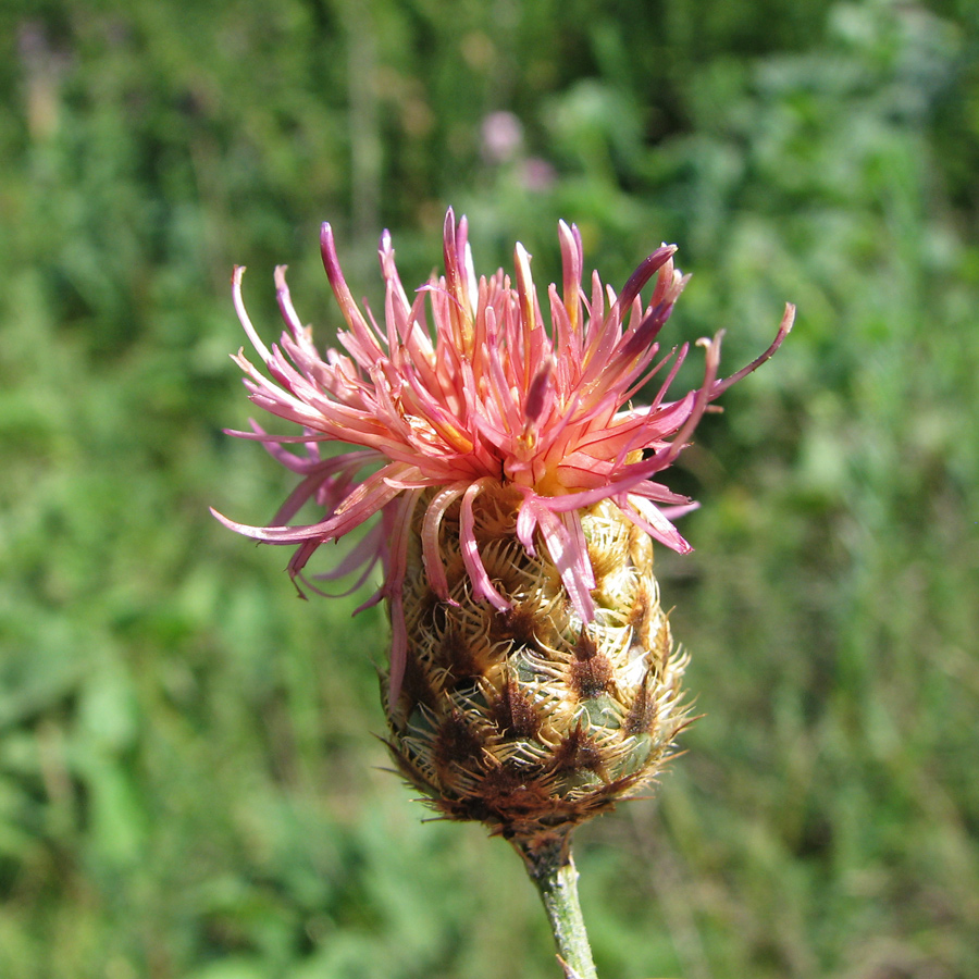 Изображение особи Centaurea rigidifolia.