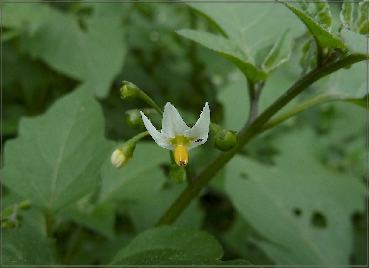 Изображение особи Solanum nigrum.