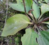 Plantago uliginosa