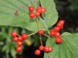 Viburnum wrightii