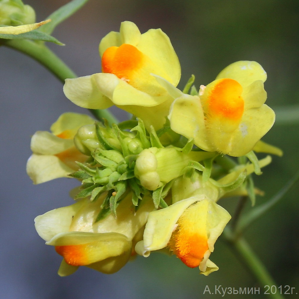 Изображение особи Linaria ruthenica.