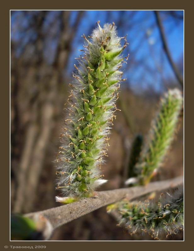 Image of Salix gmelinii specimen.