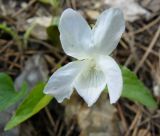 Viola sieheana