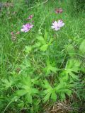 Geranium wlassovianum