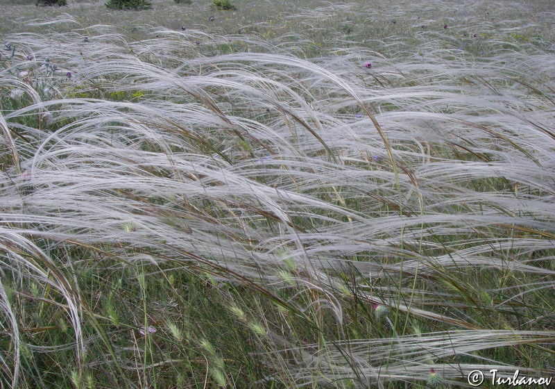 Изображение особи Stipa brauneri.