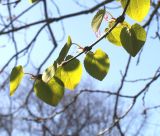 Cercidiphyllum magnificum