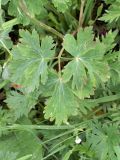 Aquilegia atrovinosa