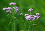 Achillea asiatica