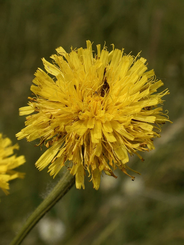 Изображение особи Trommsdorffia maculata.