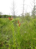 Lilium pensylvanicum