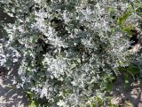 Artemisia stelleriana. Листья. Приморский край, Хасанский р-н, окр. с. Андреевка, приморский луг. 18.08.2013.