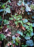 Aristolochia steupii