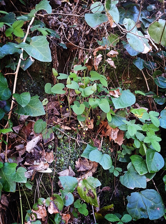 Изображение особи Aristolochia steupii.