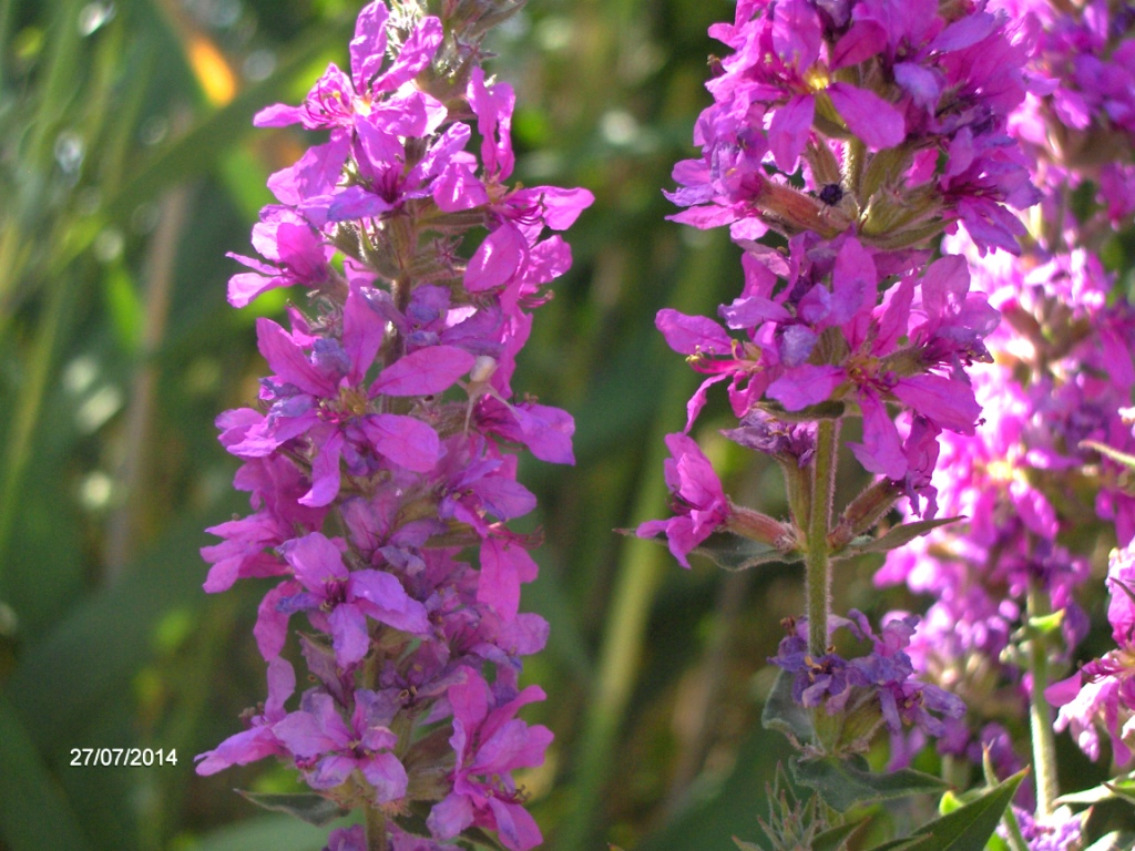 Image of Lythrum salicaria specimen.