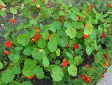 Tropaeolum majus