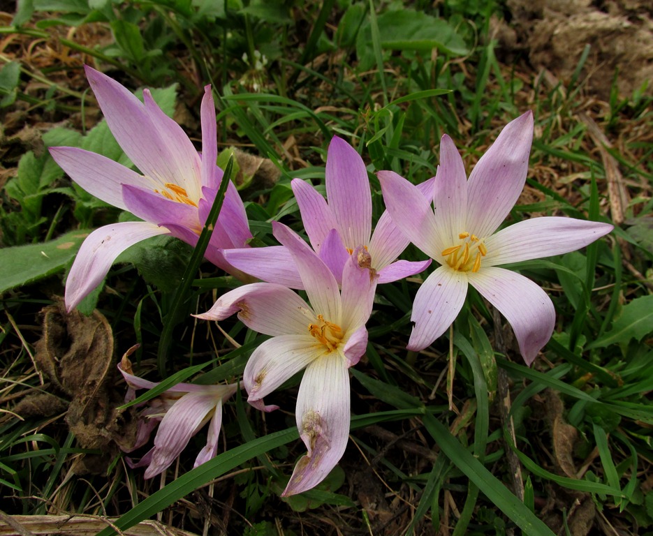 Изображение особи Colchicum speciosum.