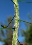 Capsella bursa-pastoris. Часть генеративного побега с плодами и спороношением гриба (по-видимому, Hyaloperonospora parasitica). Архангельская обл., Пинежский р-н, пос. Пинега, сорное. 21.06.2015.