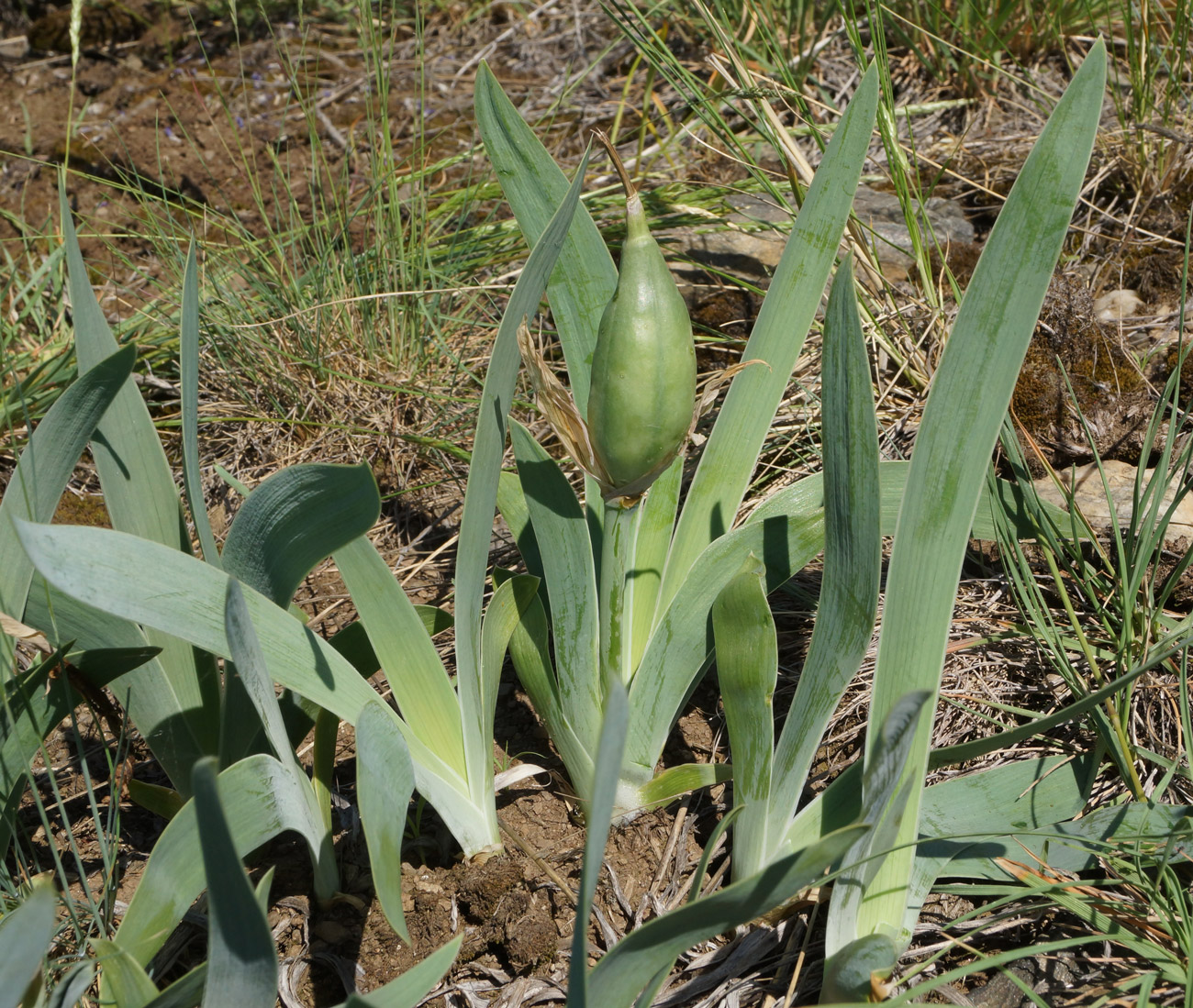 Image of Iris glaucescens specimen.