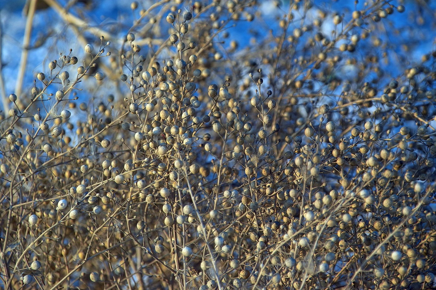 Изображение особи Crambe maritima.