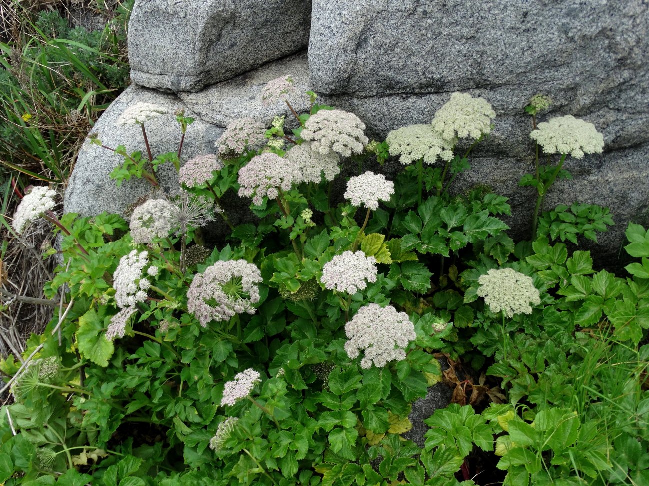 Изображение особи Coelopleurum gmelinii.