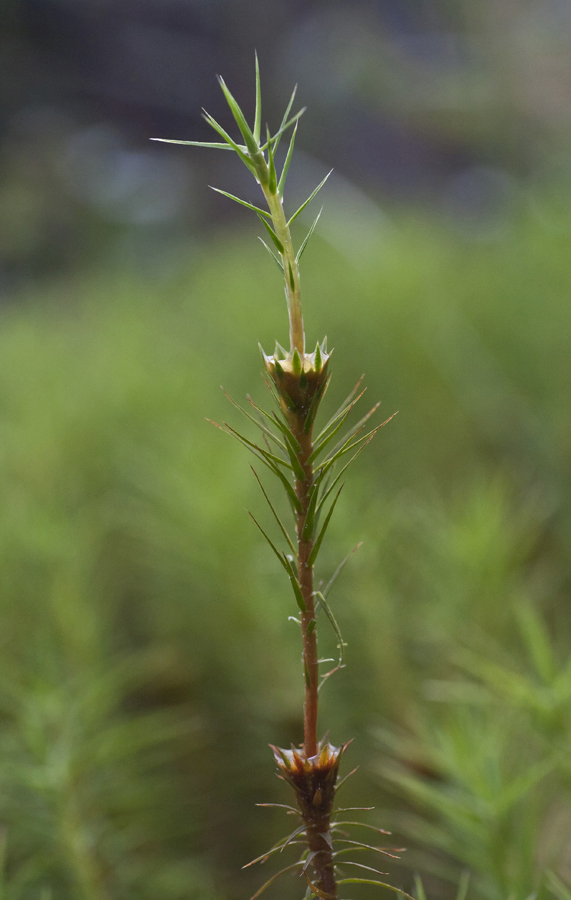 Изображение особи Polytrichum commune.