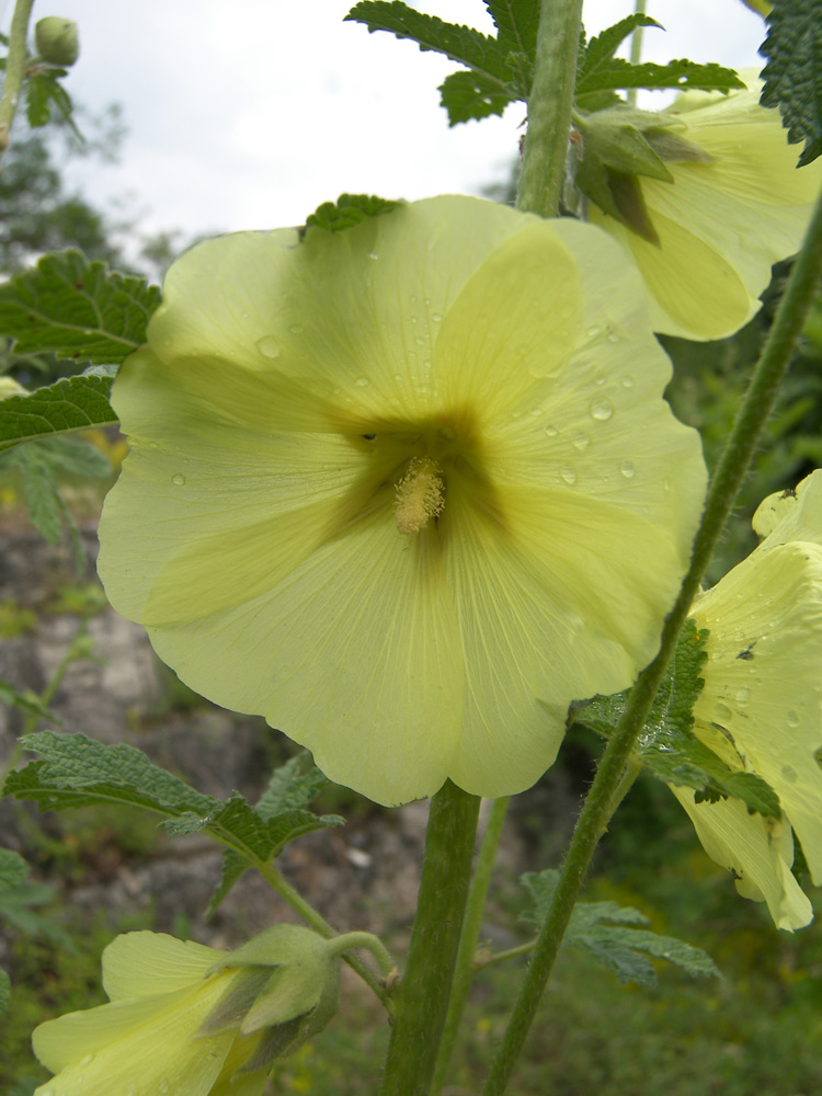 Изображение особи Alcea rugosa.