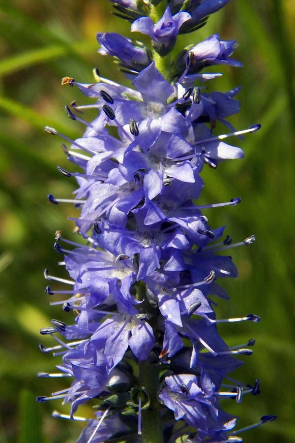 Изображение особи Veronica spicata.