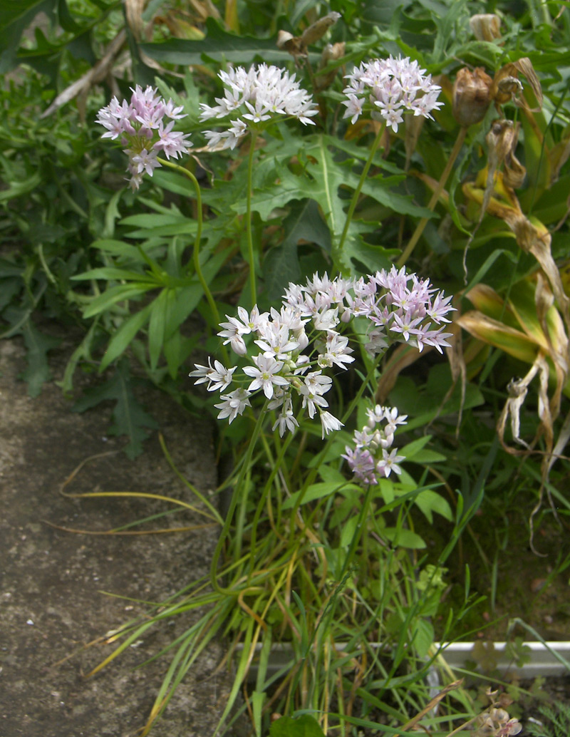 Изображение особи Allium canadense var. lavandulare.