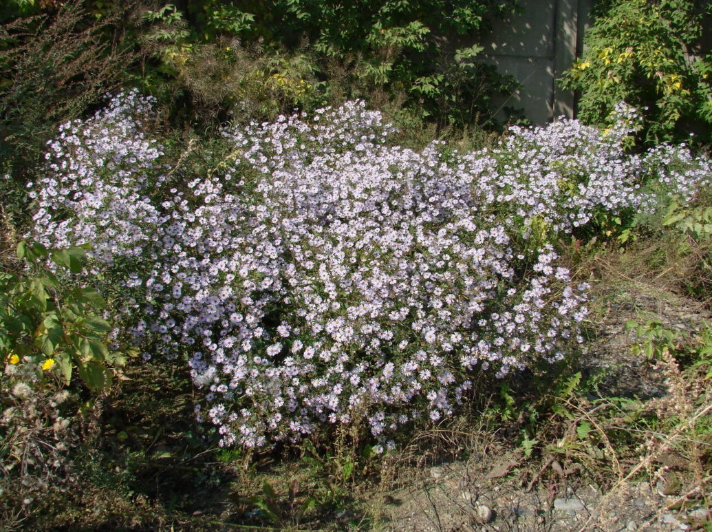 Изображение особи род Symphyotrichum.