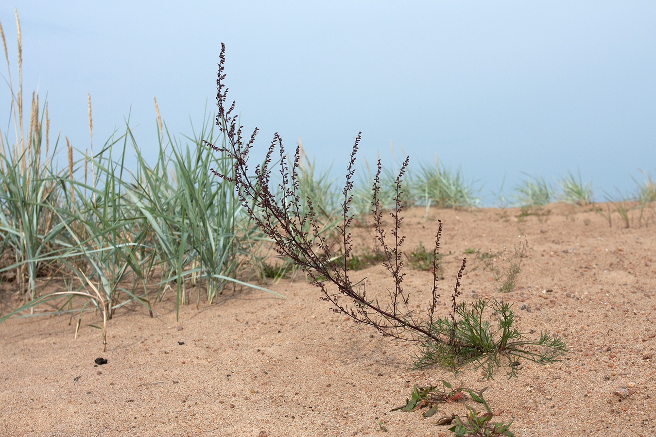 Изображение особи Artemisia campestris.