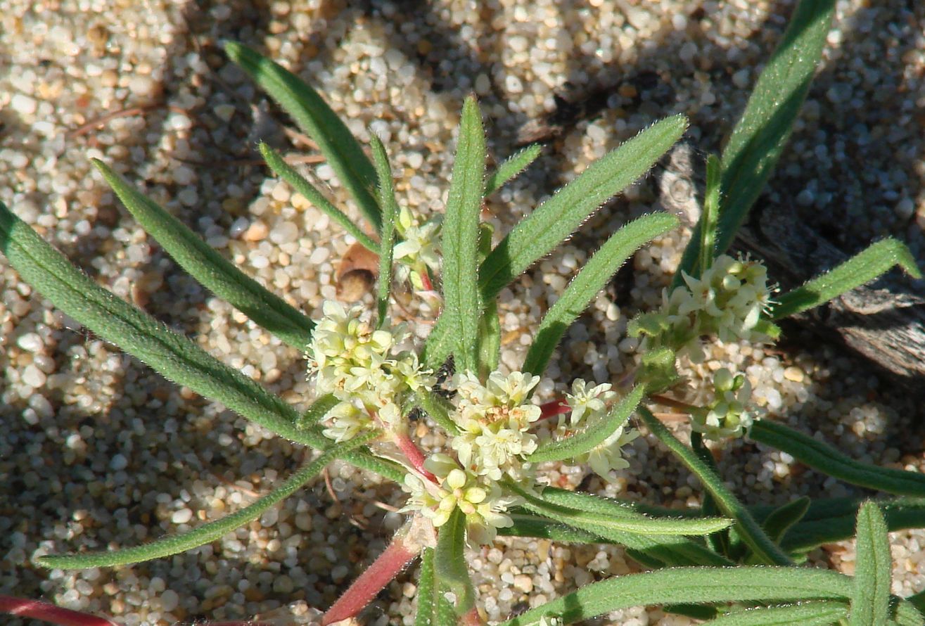 Изображение особи Aconogonon ocreatum var. laxmannii.