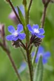 Anchusa azurea. Цветки. Ростовская обл., Родионово-Несветайский р-н, окр. с. Генеральское, степной склон левого коренного берега р. Тузлов. 20.05.2018.