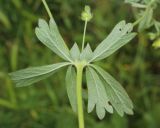 Potentilla canescens