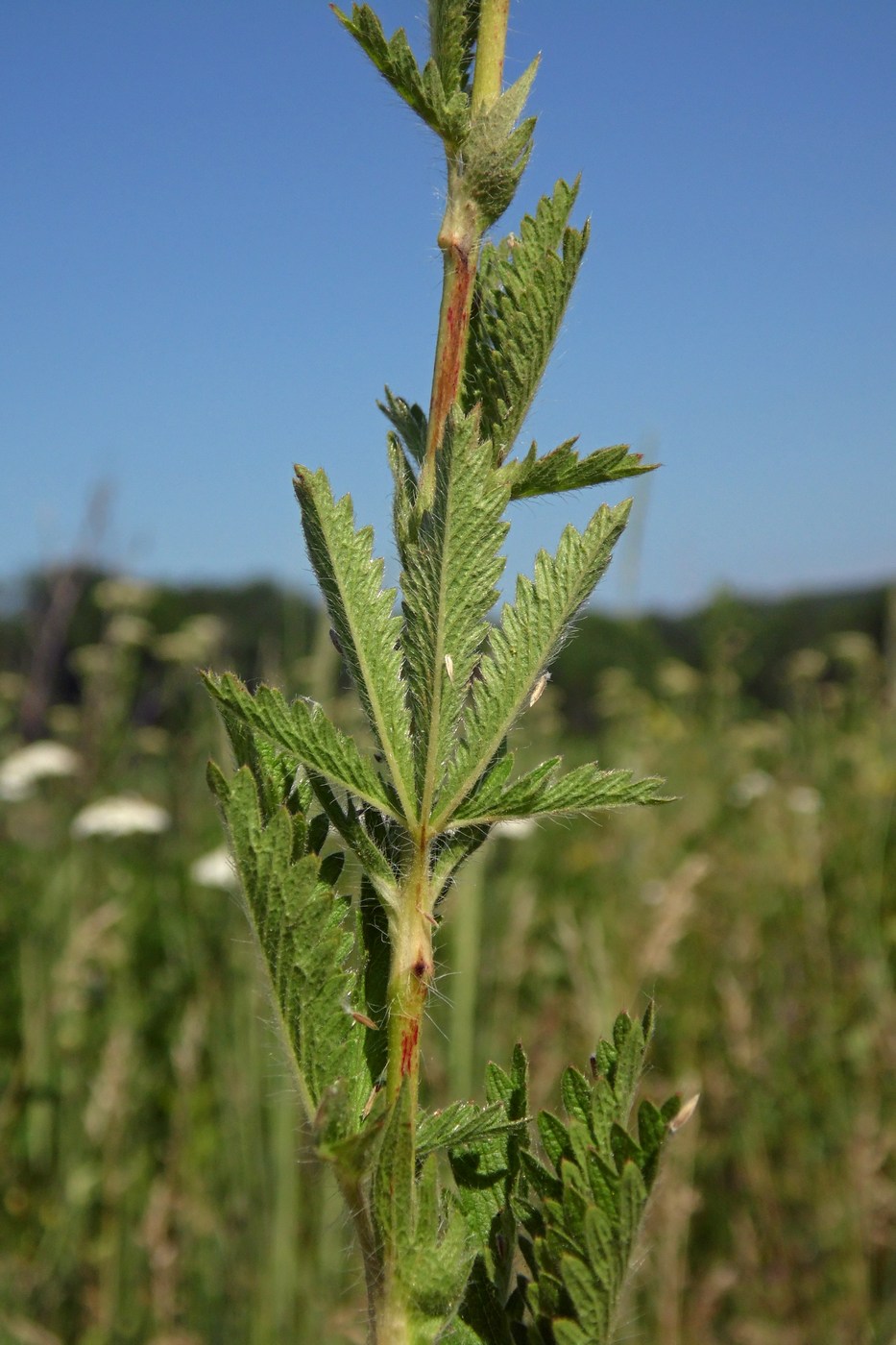 Изображение особи Potentilla recta.