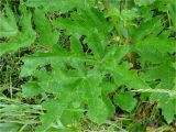 Heracleum sphondylium