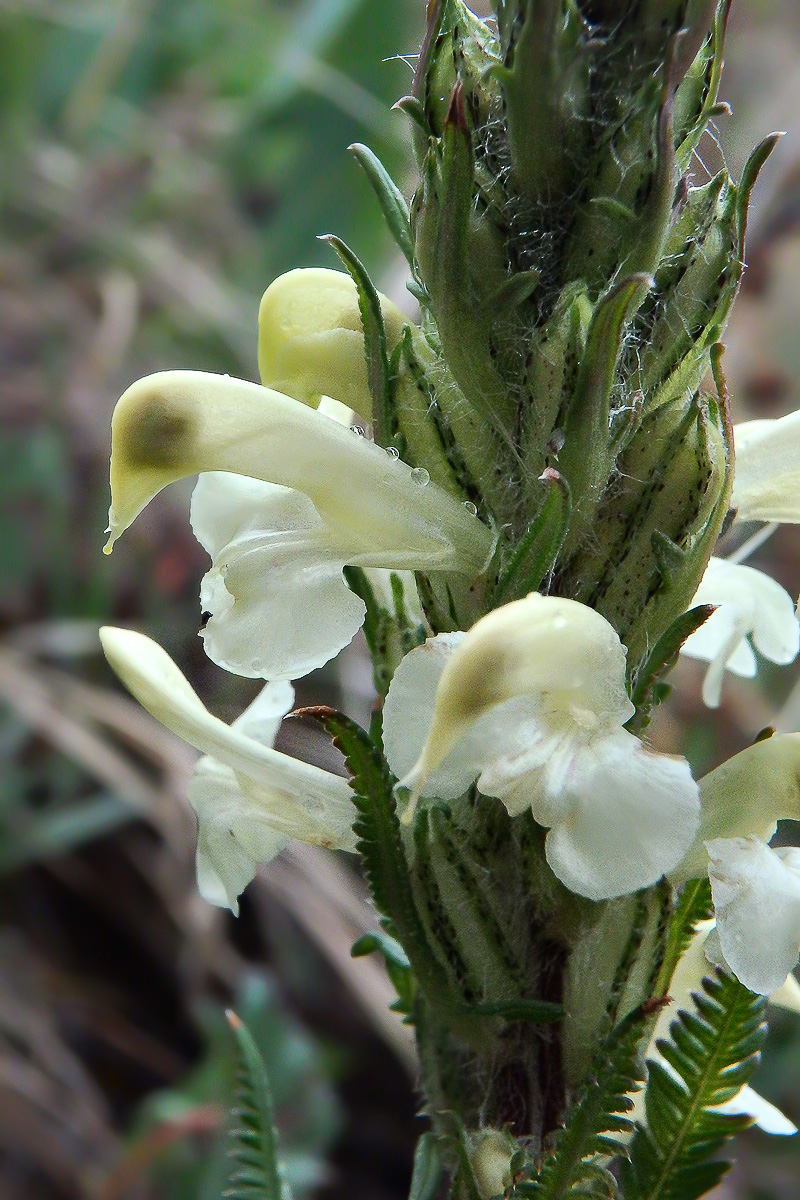 Изображение особи Pedicularis dolichorrhiza.