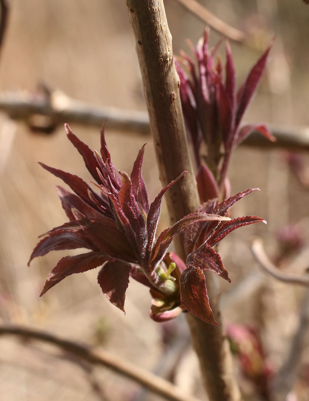 Изображение особи Sambucus racemosa.