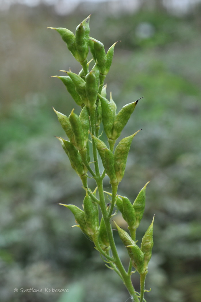 Изображение особи Aconitum lamarckii.