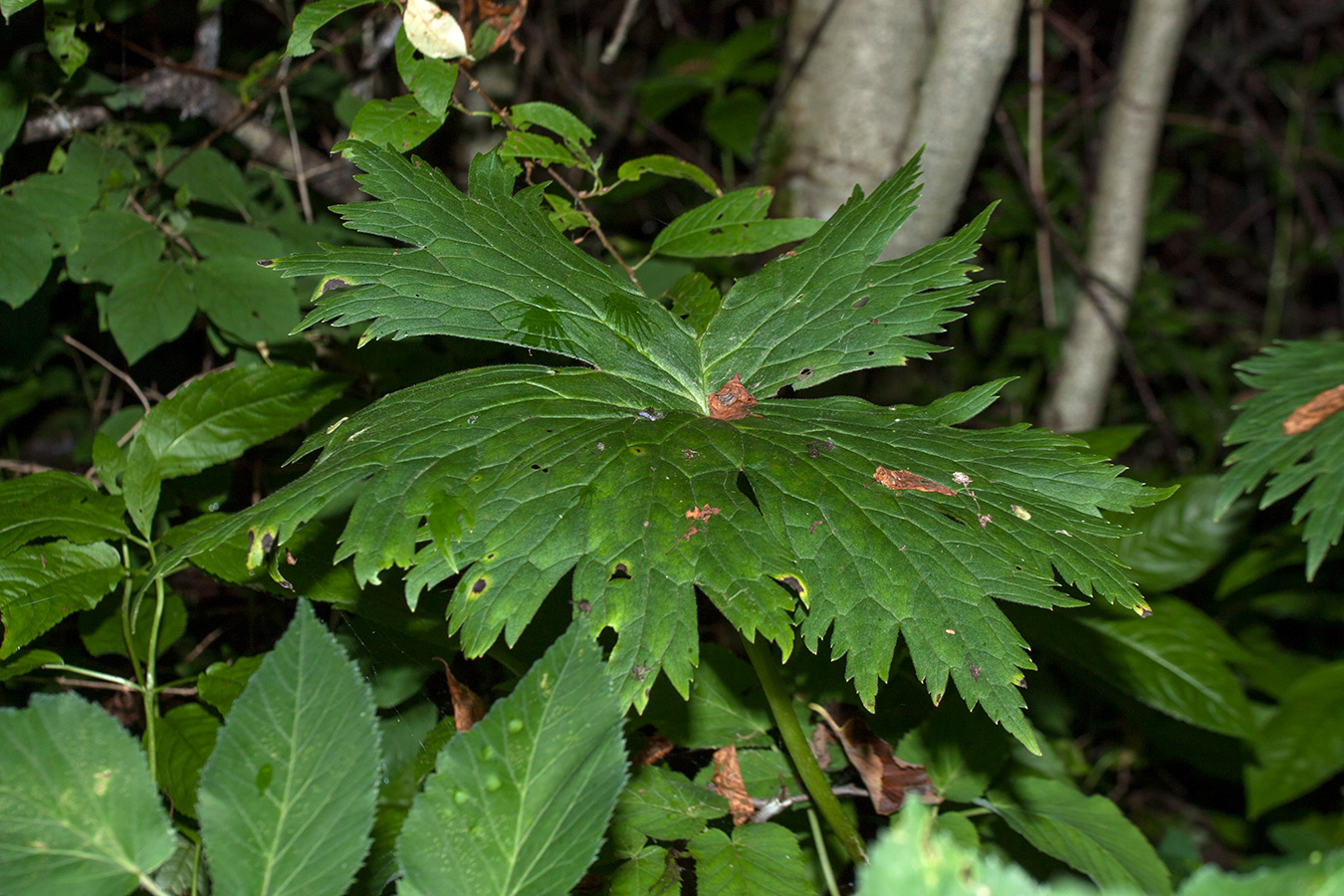 Изображение особи Aconitum septentrionale.