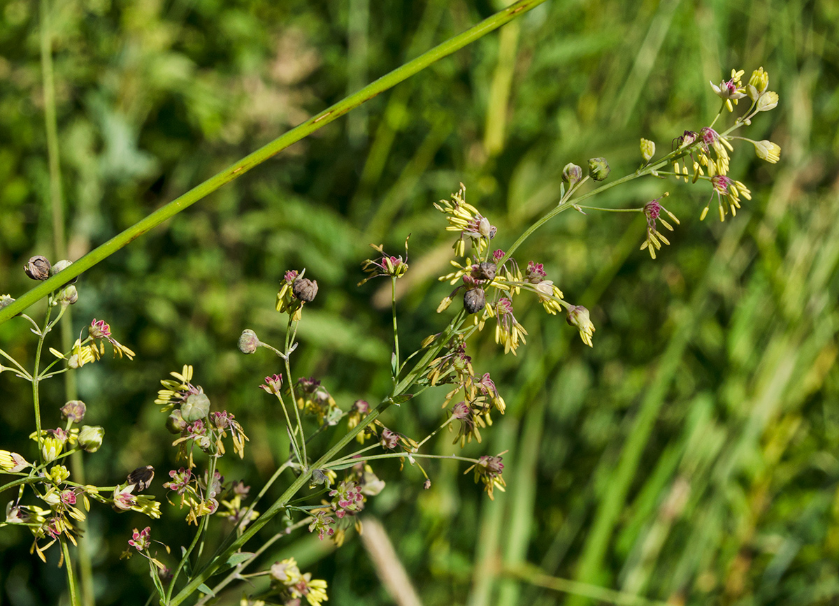 Изображение особи Thalictrum simplex.