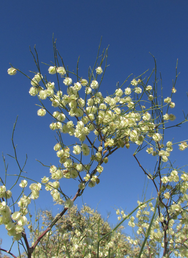 Изображение особи Calligonum aphyllum.